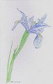 blue iris